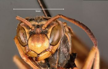 Media type: image;   Entomology 525 Aspect: head frontal view